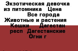 Экзотическая девочка из питомника › Цена ­ 25 000 - Все города Животные и растения » Кошки   . Дагестан респ.,Дагестанские Огни г.